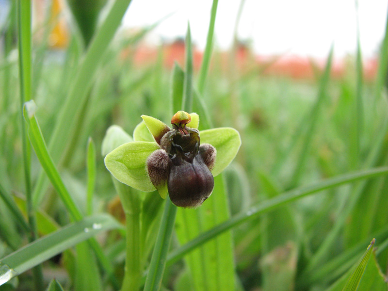 Neotinea tridentata